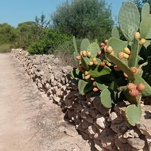 Apartamento Estudio, Cala Saona